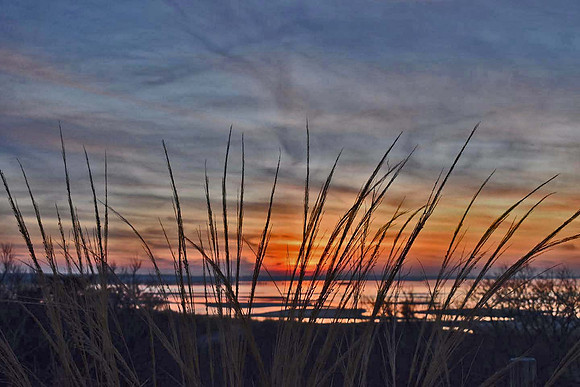 Sunset_through_the_reeds.jpg