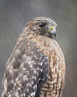 Rainy_Day.jpg