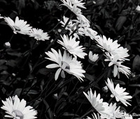debbie blair Stretching Daisies