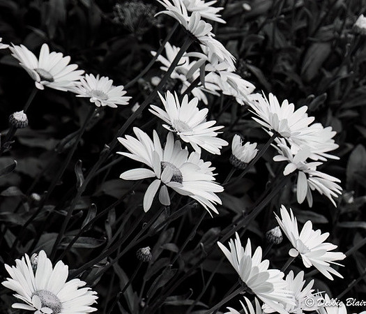 debbie blair Stretching Daisies