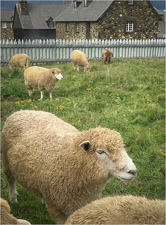 Looking_at_Ewe.jpg