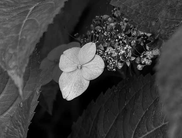 WMAWI Photo Walk 1 PSylvia 19