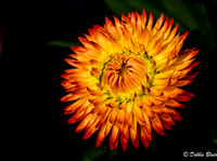 debbie blair Sparking a Blossom