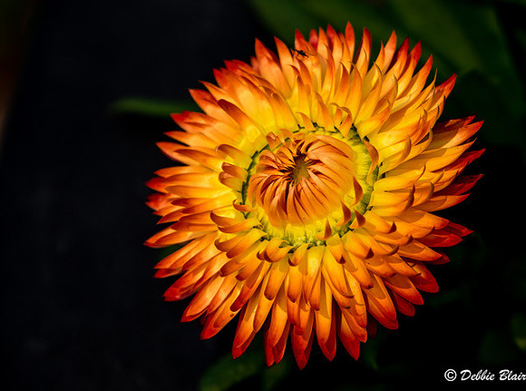 debbie blair Sparking a Blossom
