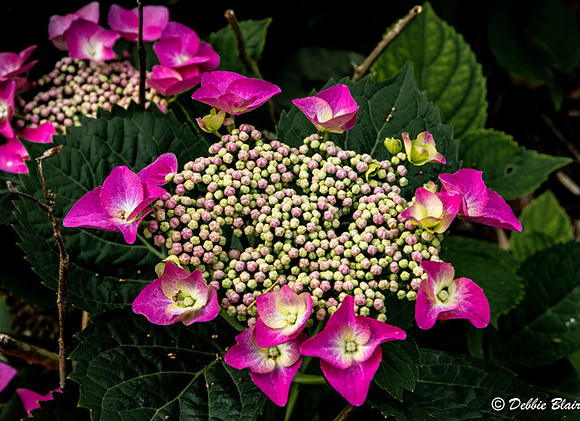 deb blair Circle of pink