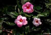 debbie blairFlower Trio