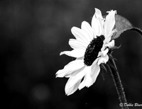 debbie blair Loner