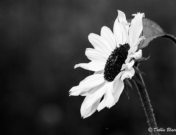 debbie blair Loner