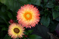 susan SCG_2035
