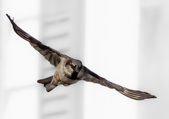 Sparrow_Raptor.jpg