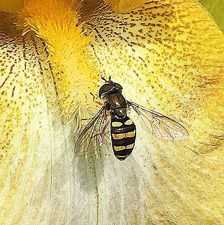 Wasp_on_Iris_Beard.jpg