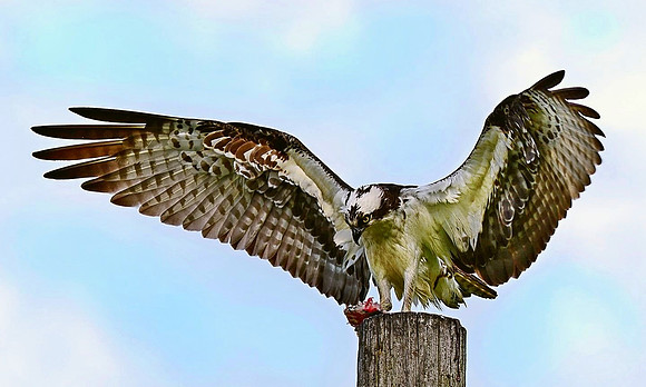 Osprey_Dinner_Pole.jpg