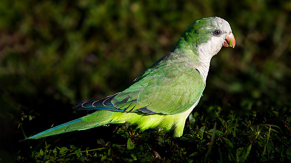 Wild_Monk_Parrot.jpg