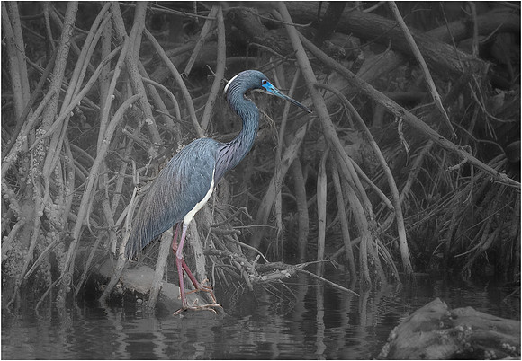 Blue_Heron_in_the_Mangrove.jpg