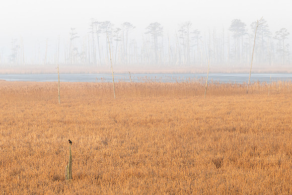 Solitude_on_Blackwater_Marsh.jpg