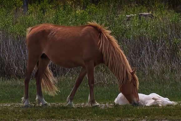 Mother_and_Baby-2_.jpg
