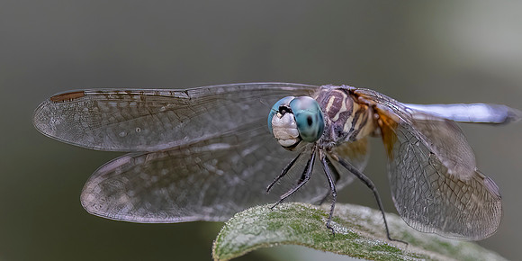 Dragonfly.jpg