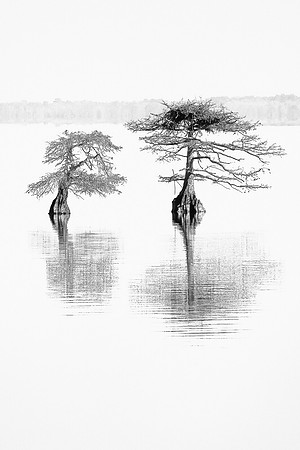 Ballet of the Bald Cypress.jpg