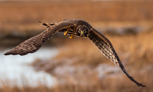 In_Pursuit_1440_lr.jpg