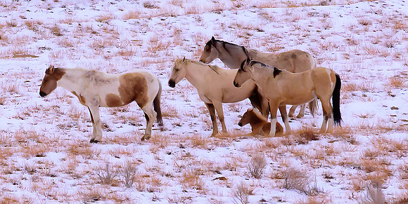 WildFoalProtection.jpg