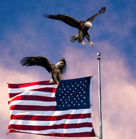Where_Flags_and_Eagles_Fly.jpg