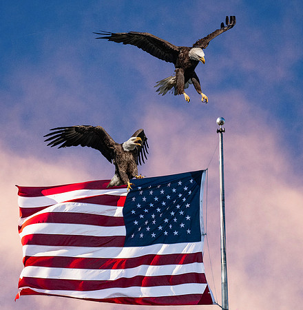 Where_Flags_and_Eagles_Fly.jpg