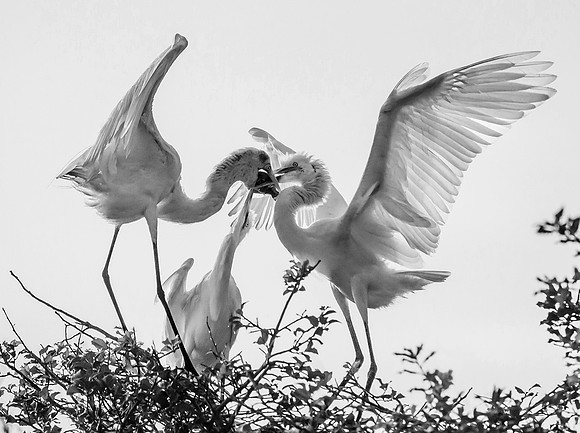 Great_Egrets_feeding_time.jpg