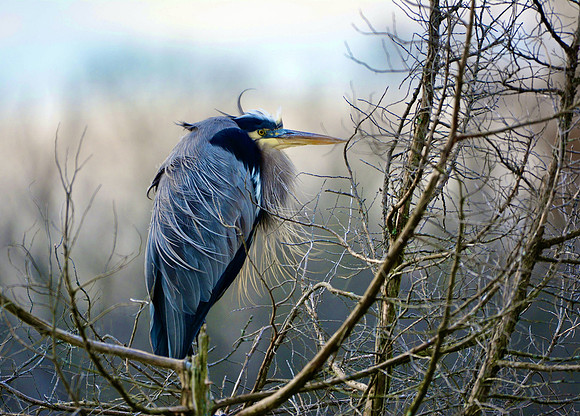 Winter_Heron.jpeg