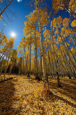 Autumn_Gold.jpg