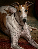 Mary our retired racer.jpg