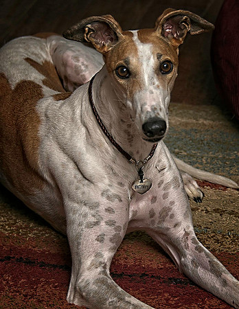 Mary our retired racer.jpg