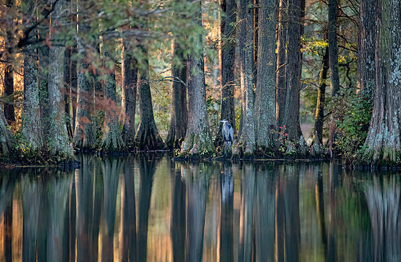Reflections_.jpg