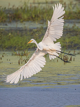 Wing_s_Wide__Open.jpg