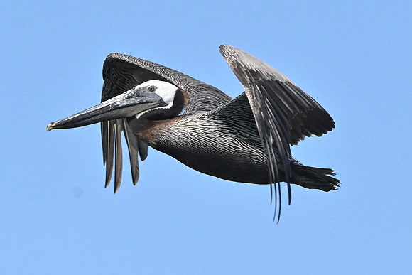 Smith_Island_Pelican_Fly_Over.jpg