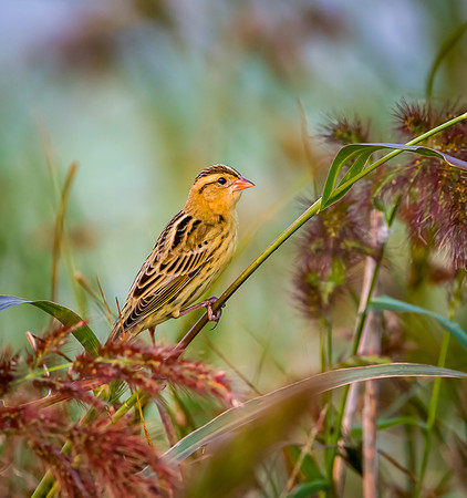 Bobolink.jpg