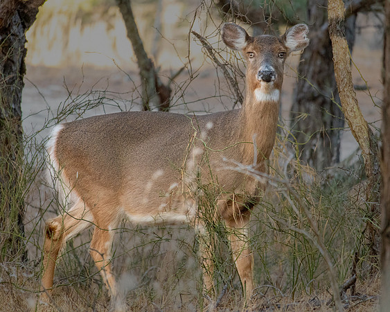 Doe_Eyes.jpg