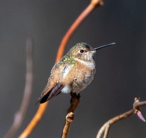 Allen_s_Humingbird_in_Winter.jpg