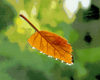 Rainy Day Leaf.jpg