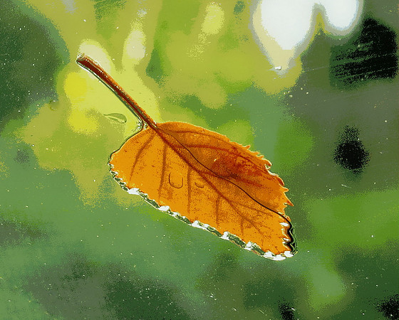 Rainy Day Leaf.jpg