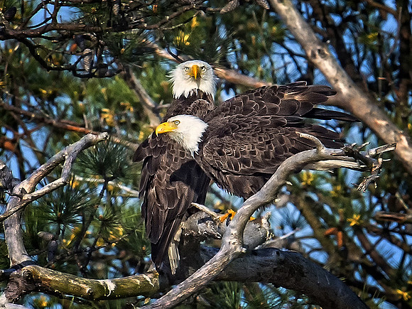 Eagles_at_their_Grumpy__Place_.jpg